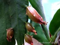 Epiphyllum cerisröd